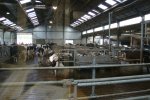 De stal is in 2014 uitgebreid met 74 plaatsen. Daarnaast zijn er melkrobots geplaatst en is er een voerschuifrobot geïnstalleerd. 