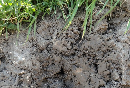 Themamiddag: Bemestingsadviezen en Bodemkwaliteit op Gras- en Maisland - 12 januari 2016