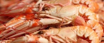 Onderzoekers zien, mogelijk door klimaatverandering, verschuivingen in de soorten die in de Noordzee voorkomen. Onder andere langoustines zijn in opmars.