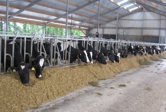 Minder Methaanemissie door Melkvee