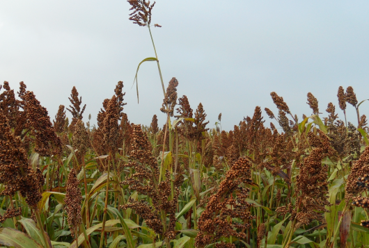 Meervoudig doelbereik sorghum in de melkveehouderij