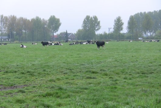 Bemestingsadvies voor standweiden_ CBGV
