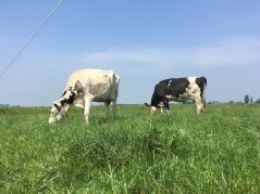 Het gras rond een mestbos wordt niet benut door grazende koeien, maar biedt mogelijk wel een schuilplek voor weidevogels