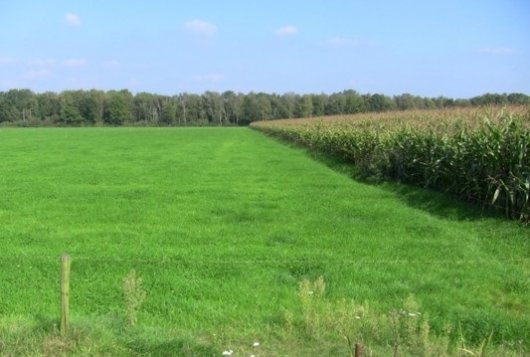 Wel stikstofbemesting bij herinzaai grasland_Bemestingsadvies